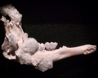 Crystallized lamb jawbone shadow box - skull art - crystallized skull - animal skull - crystal skull - quartz skull - real bone - jaw