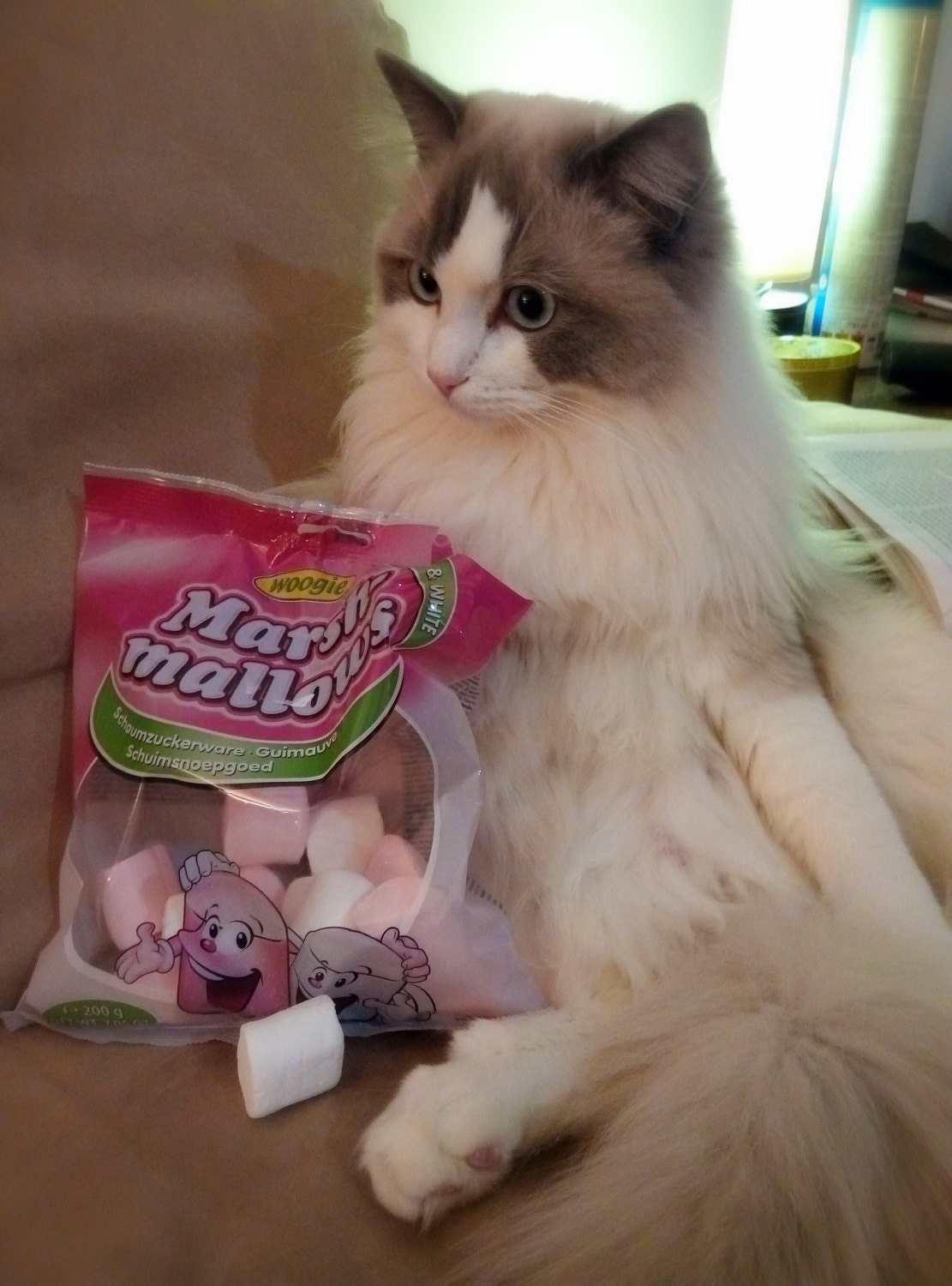 Boris with marshmallows