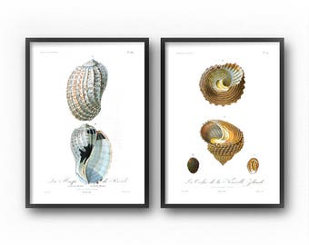 Seashell Art, Coastal Decor, Seashells, Vintage, Illustration, Coastal Wall Art, Nautical, Wall Art Set, Art Prints, Printable Art, Diptych