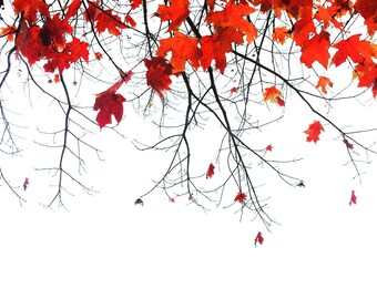 Botanical Bliss - Fine Art Photography