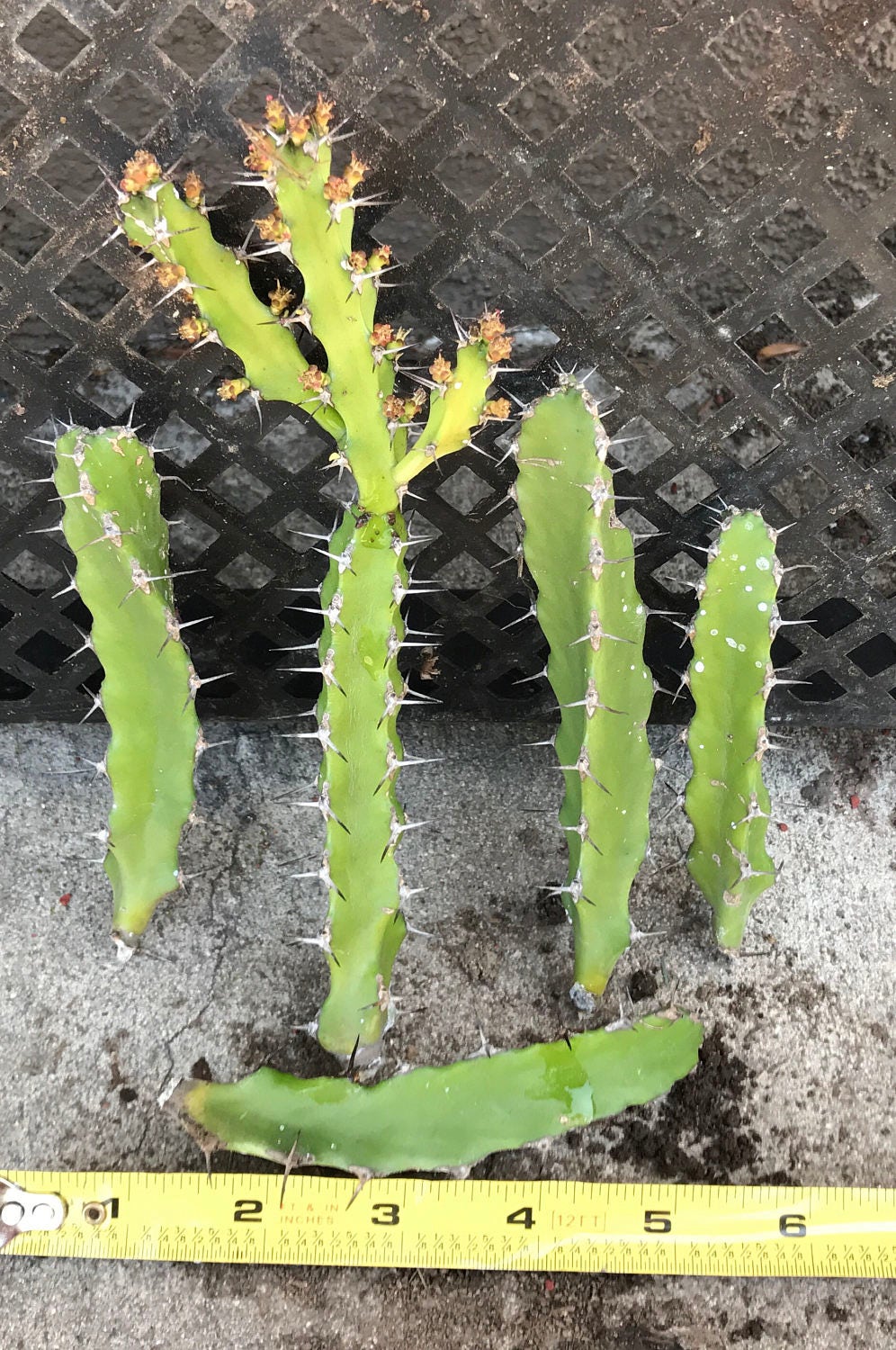 5 Euphorbia Cuttings Succulents From Epiccactussucculents On Etsy Studio