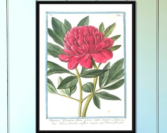 Peony antique botanical print botanical print floral print botanical illustration botanical print set antique flower print vintage print