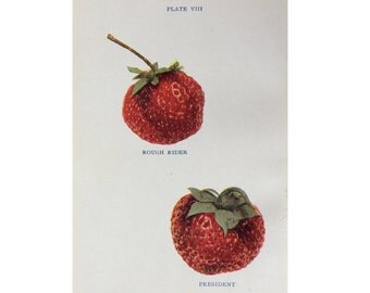 1905 strawberry fruit print original antique miniature berry berries fruit print - strawberries pl VIII - rough rider & president
