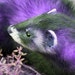 Purple Ferret