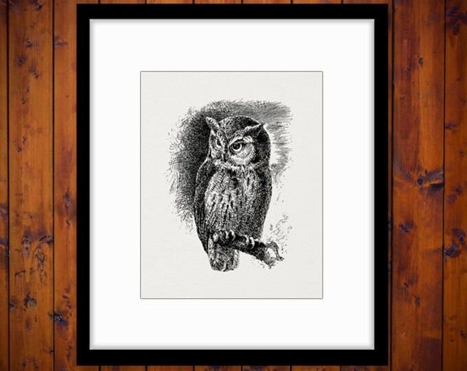 Printable Graphic Digital Owl Image Bird Clipart Vintage Owl Digital Illustration Download Antique Clip Art Jpg Png Eps HQ 300dpi No.3046