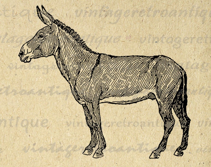 Donkey Graphic Digital Printable Horse Image Download Illustration Vintage Clip Art Jpg Png Eps HQ 300dpi No.3090