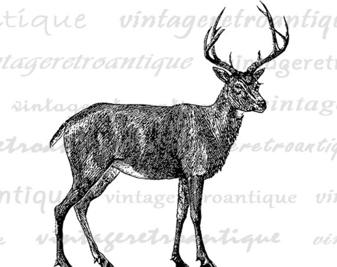 Digital Black Tailed Deer Image Graphic Printable Download Illustration Vintage Clip Art Jpg Png Eps HQ 300dpi No.2151