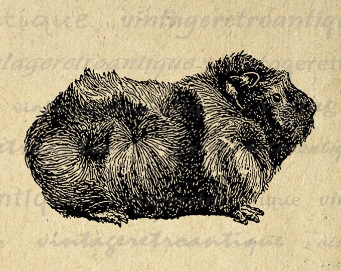 Pet Guinea Pig Graphic Image Digital Illustration Download Printable Vintage Clip Art Jpg Png Eps HQ 300dpi No.3144