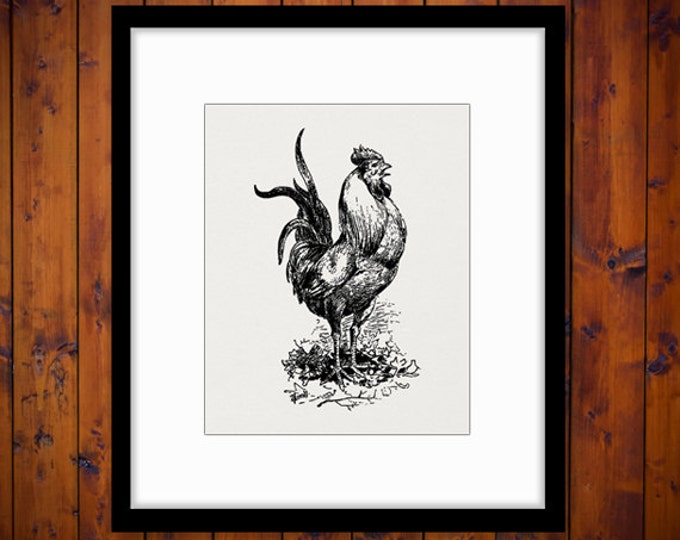 Printable Image Rooster Download Chicken Bird Graphic Illustration Digital Vintage Clip Art for Transfers etc HQ 300dpi No.3487