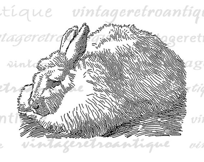 Angora Rabbit Bunny Graphic Image Digital Illustration Printable Download T-Shirts HQ 300dpi No.3180