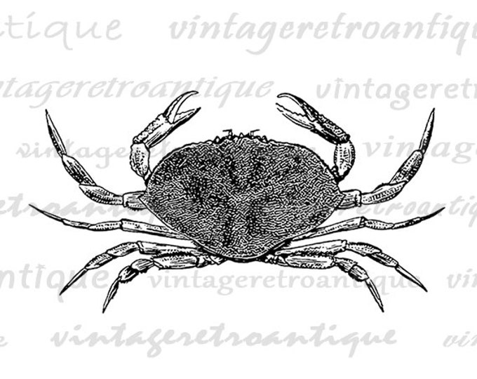 Digital Printable Crab Download Sea Ocean Graphic Illustration Image Vintage Clip Art Jpg Png Eps HQ 300dpi No.3268