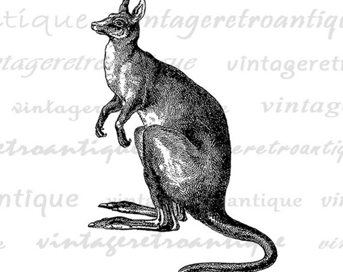 Kangaroo Printable Digital Image Australia Animal Download Graphic Antique Clip Art Jpg Png Eps HQ 300dpi No.315