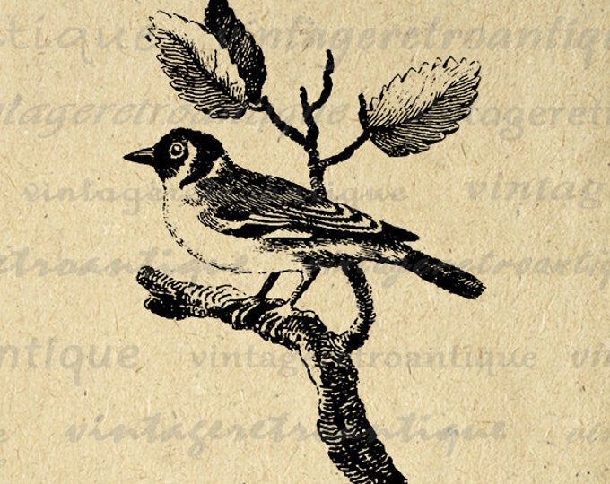 Goldfinch Bird Digital Image Download Illustration Printable Antique Graphic Vintage Clip Art Jpg Png Eps HQ 300dpi No.866