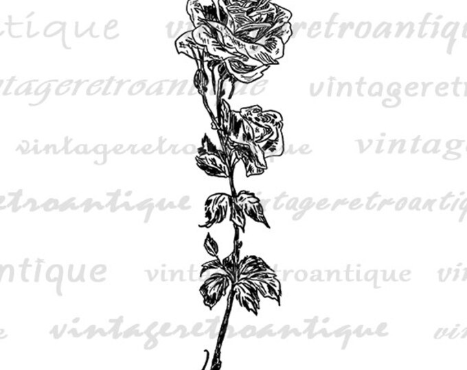 Printable Graphic Rose Flower Download Digital Rose Image Illustration Jpg Png Eps HQ 300dpi No.4063