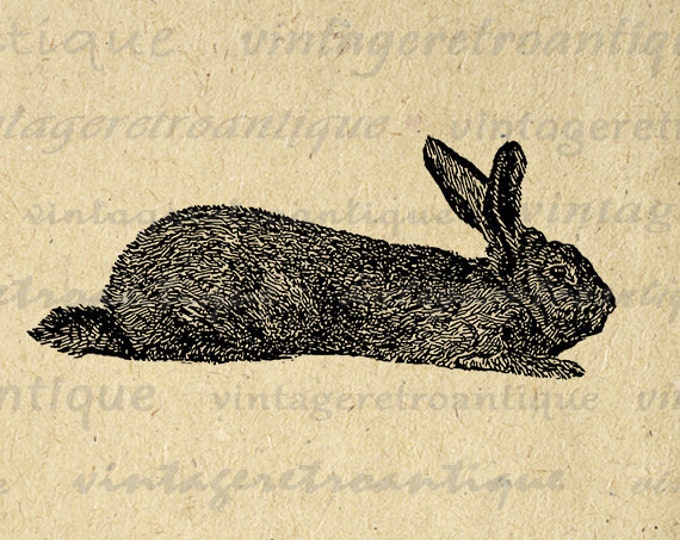 Flemish Rabbit Digital Printable Graphic Bunny Download Illustration Image Antique Clip Art Jpg Png Eps HQ 300dpi No.3155