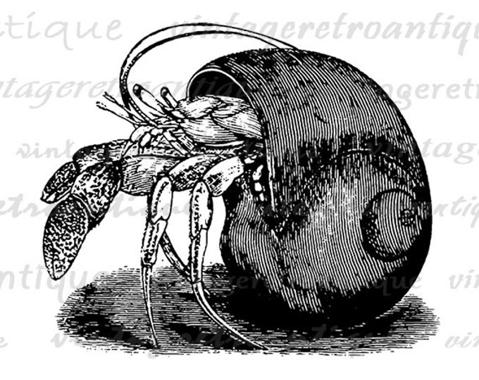 Printable Hermit Crab Digital Download Graphic Image Artwork Vintage Clip Art Jpg Png Eps HQ 300dpi No.3192