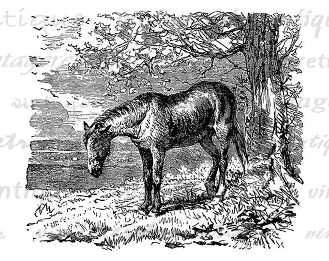 Antique Horse Digital Image Download Printable Graphic Vintage Clip Art Jpg Png Eps HQ No.2306