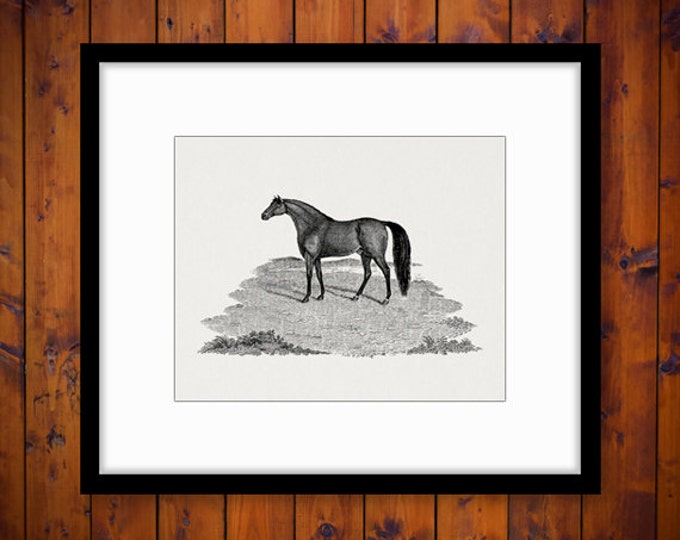 Antique Horse Digital Image Graphic Printable Download Illustration Vintage Clip Art Jpg Png Eps HQ 300dpi No.4044