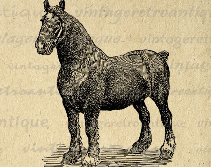 Shire Stallion Horse Printable Image Graphic Illustration Digital Download Vintage Clip Art Jpg Png Eps HQ 300dpi No.3168