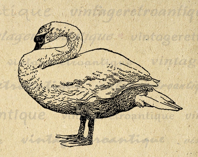 Printable Swan Bird Graphic Download Illustration Image Digital Antique Clip Art Jpg Png Eps HQ 300dpi No.3235