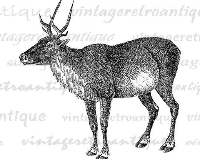 Printable Graphic Caribou Download Image Illustration Digital Artwork Vintage Clip Art Jpg Png Eps HQ 300dpi No.2132