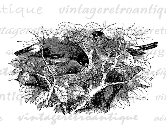 Birds with Nest Graphic Image Printable Birdnest Digital Illustration Download Antique Clip Art Jpg Png Eps HQ 300dpi No.3685