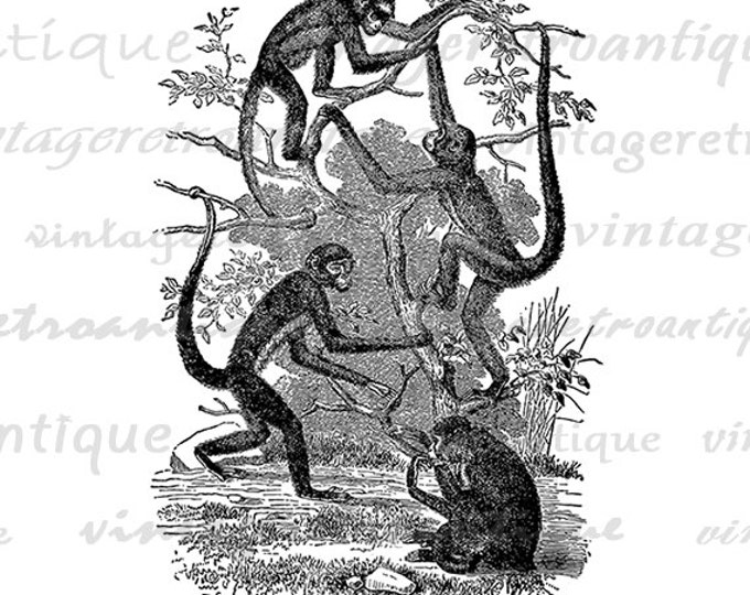 Spider Monkeys Digital Graphic Image Printable Download Illustration Jpg Png Eps HQ 300dpi No.2555