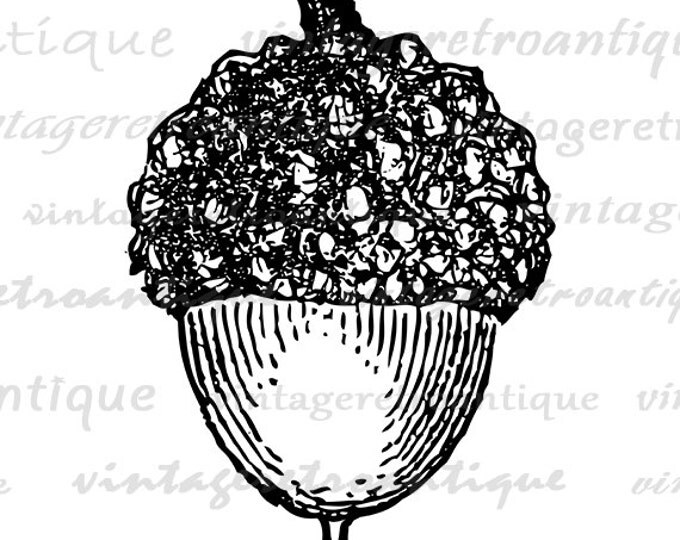 Digital Acorn Graphic Printable Acorn Image Download Artwork Antique Clip Art for Transfers Printing etc HQ 300dpi No.4656