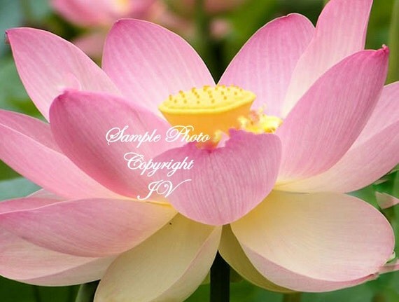 5 Seeds Wild Indian Lotus Stunning Pink Flowers Water Plant