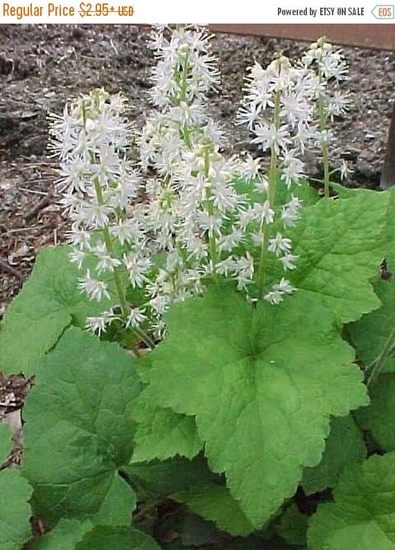 Foamflower Seeds Tiarella Wherryi by CaribbeanGarden on Etsy