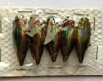 Wholesale 5 x Cyphogastra Javanica - Taxidermy - Unmounted - Ready To Rehydrate - Artwork