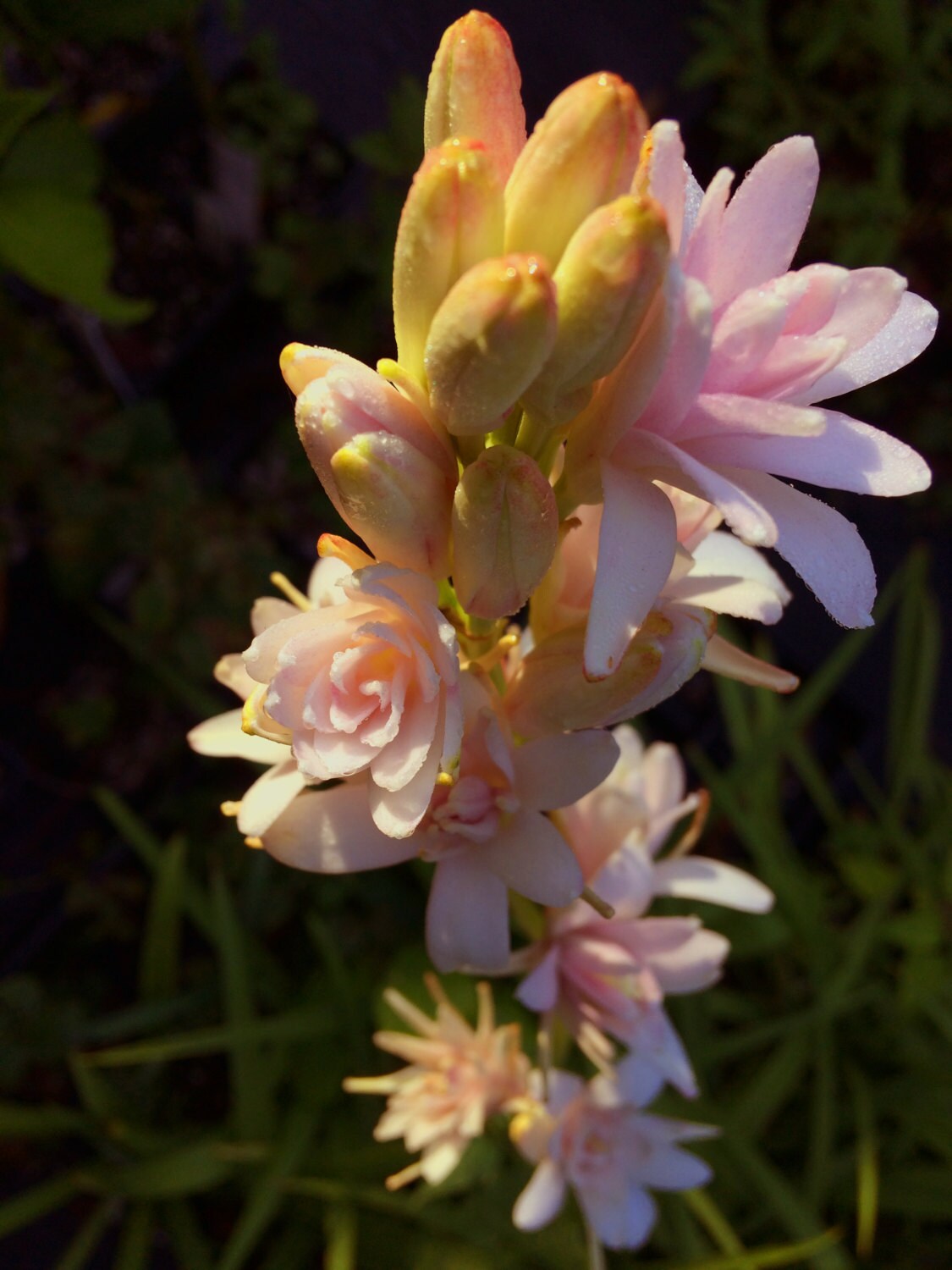 Tuberoses Polianthes Pink Sapphire Starter Plant FREE SHIP