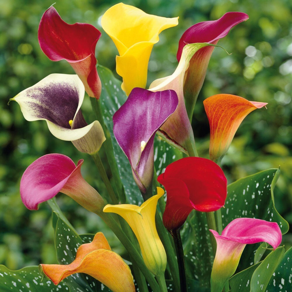 Mixed Calla Lily Bulbs
