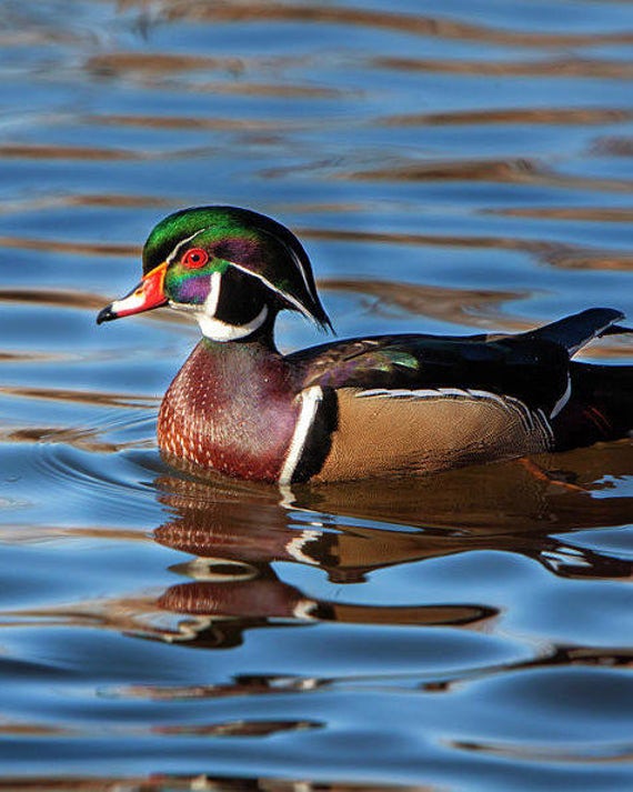 Items similar to Wall Art, Wood Duck, Wood Duck Print, Wood Duck Art