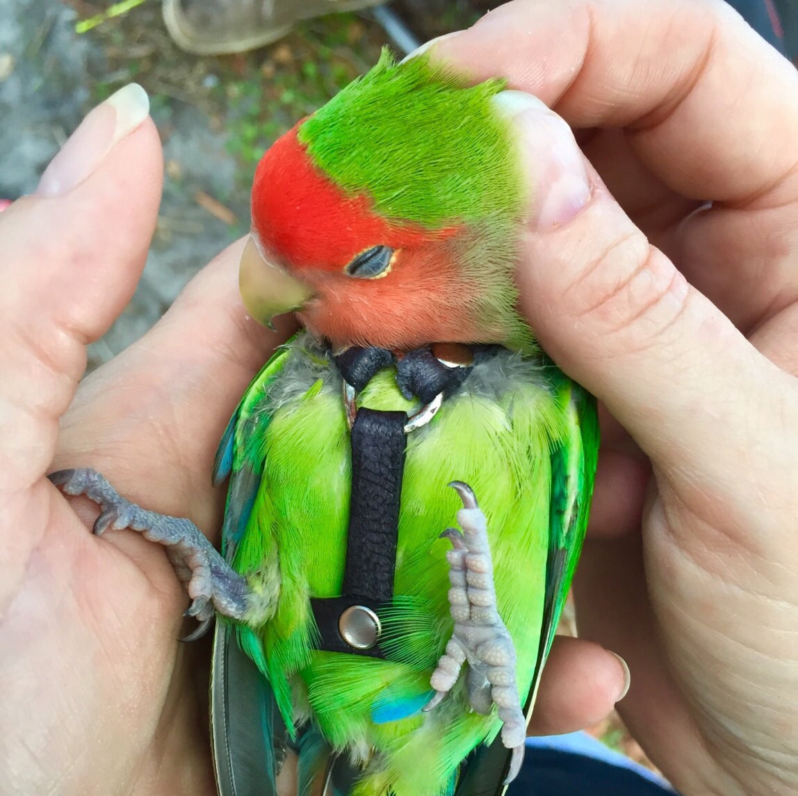 Lovebird Bird Harness Leash and Case by Leathers4Feathers on Etsy