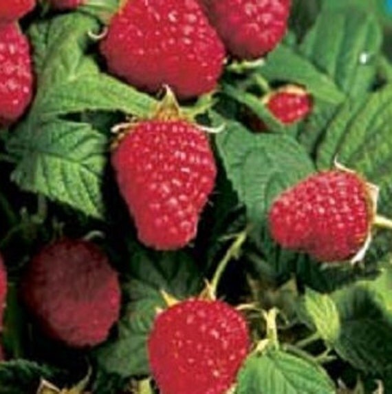 Heritage Red Raspberry 2'3' tall live potted
