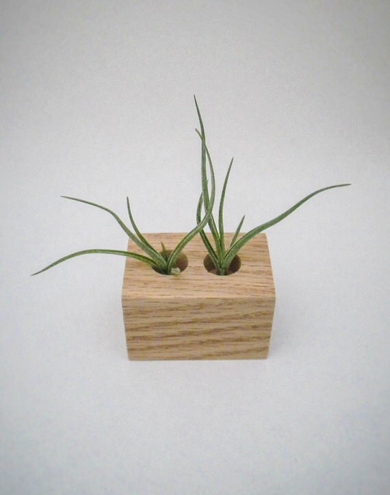 Double Air Plant Planter Wood Air Planter by SpiritandVine