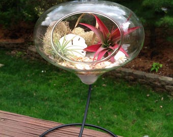 Hanging Air Plant Terrarium