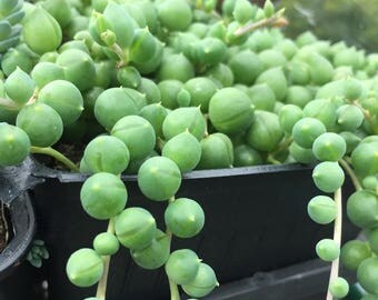 Strings of Pearls/Succulent plant/succulents/indoor plant/succulent arrangement/live plants/cactus/succulent wedding