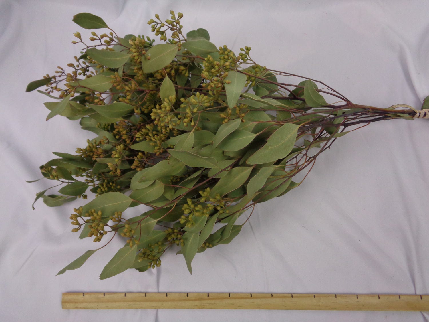 DRIED Seeded Eucalyptus Bunch Dried greens dried flowers