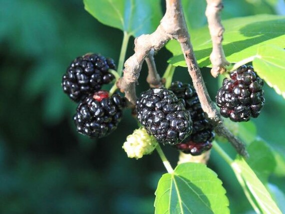 Morus nigra Black Mulberry Toot Tree 20_seeds