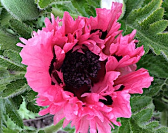 Oriental poppy | Etsy