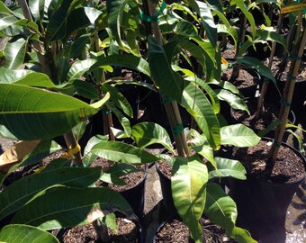 1 Live mango mangifera  indica fruit plant - cay xoai- 18 To 27 Inches tall -m165