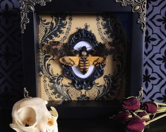 Death Moth | Etsy