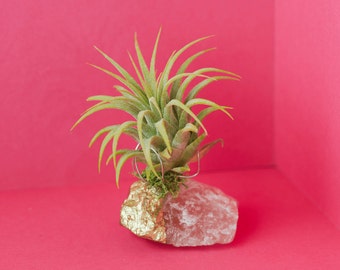 Air Plant Best Friend Birthday Gift, Rose Quartz Crystal Air Plant Terrarium Girlfriend Gift, Hostess Gift Baby Shower, Sister Birthday Gift