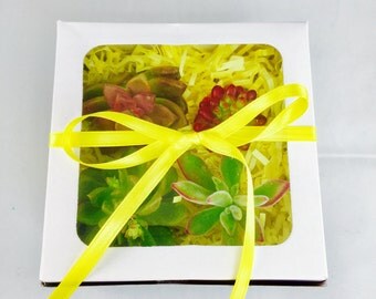 Succulent gift box, easter basket, easter gift, birthday gift, succulent box, mom gift for mom, teacher gift, coach gift, retirement, office