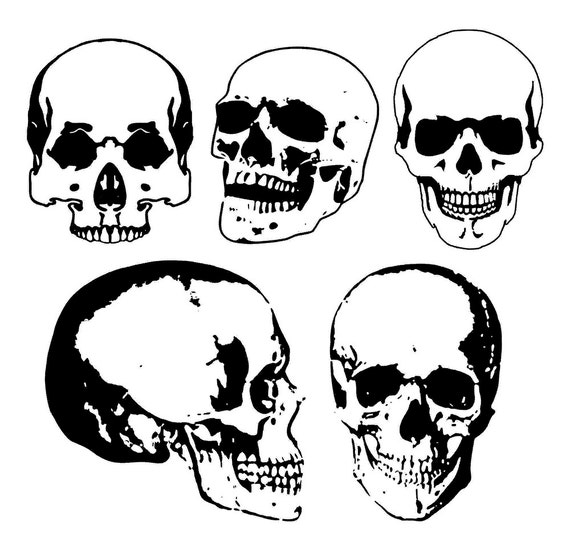 5 vector Skulls Anatomy clip art Skull clip art Skull SVG