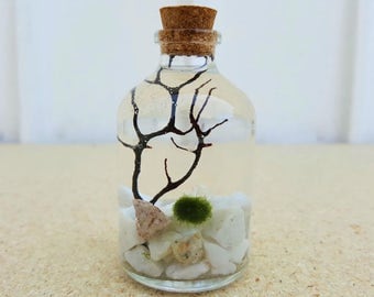 Nano Marimo Moss Ball Terrarium DIY Kits for Home Decor, Office Decor, Girlfriend Gifts, Bestfriend Gifts, Cute Gifts, Graduation Gift