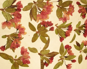 Pressed Crabapple Flowers, Dried Pressed Flowers, Floral Craft Supply, Pressed Flower Art, Dark Red Pink Crabapple Blossoms and Green Leaves