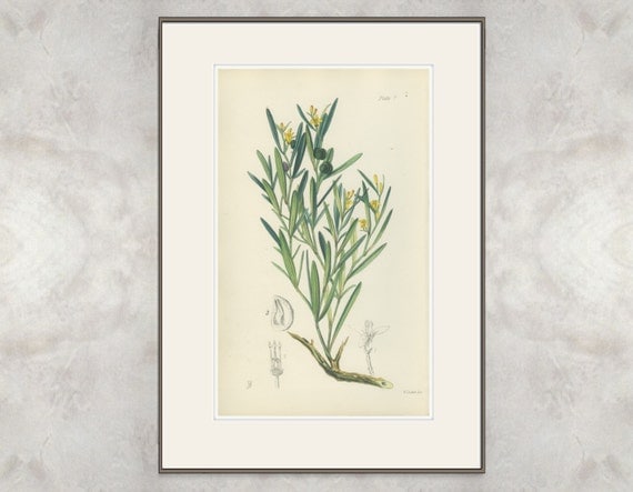 Spurge Olive, Antique Hand Colored Botanical Book Plate